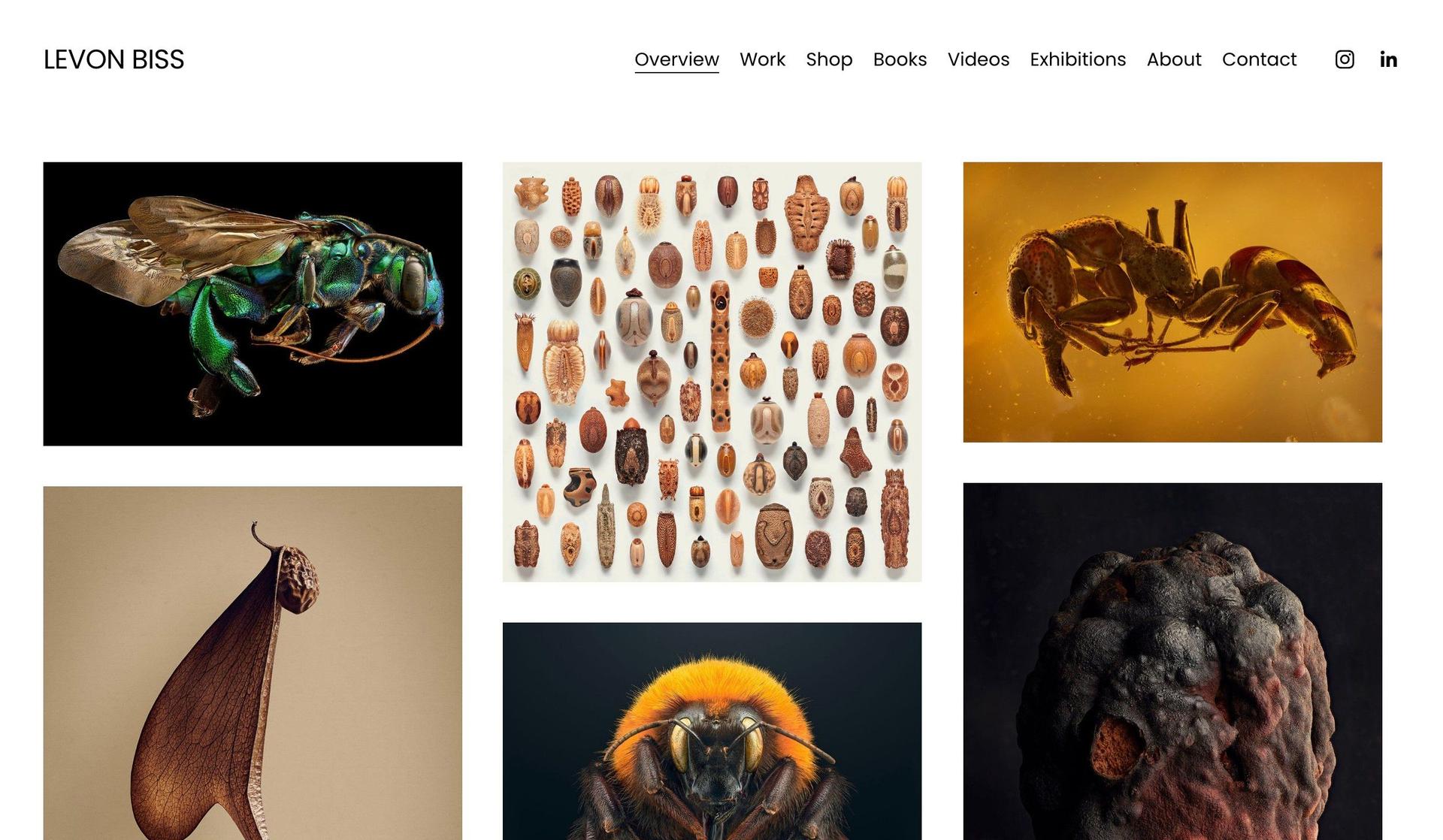 Levon Biss-squarespace photography websites