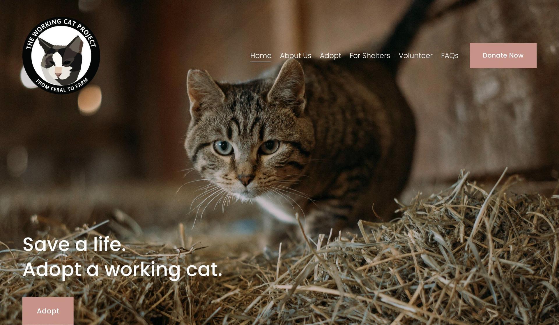 Working Cat Project KY-squarespace nonprofit websites