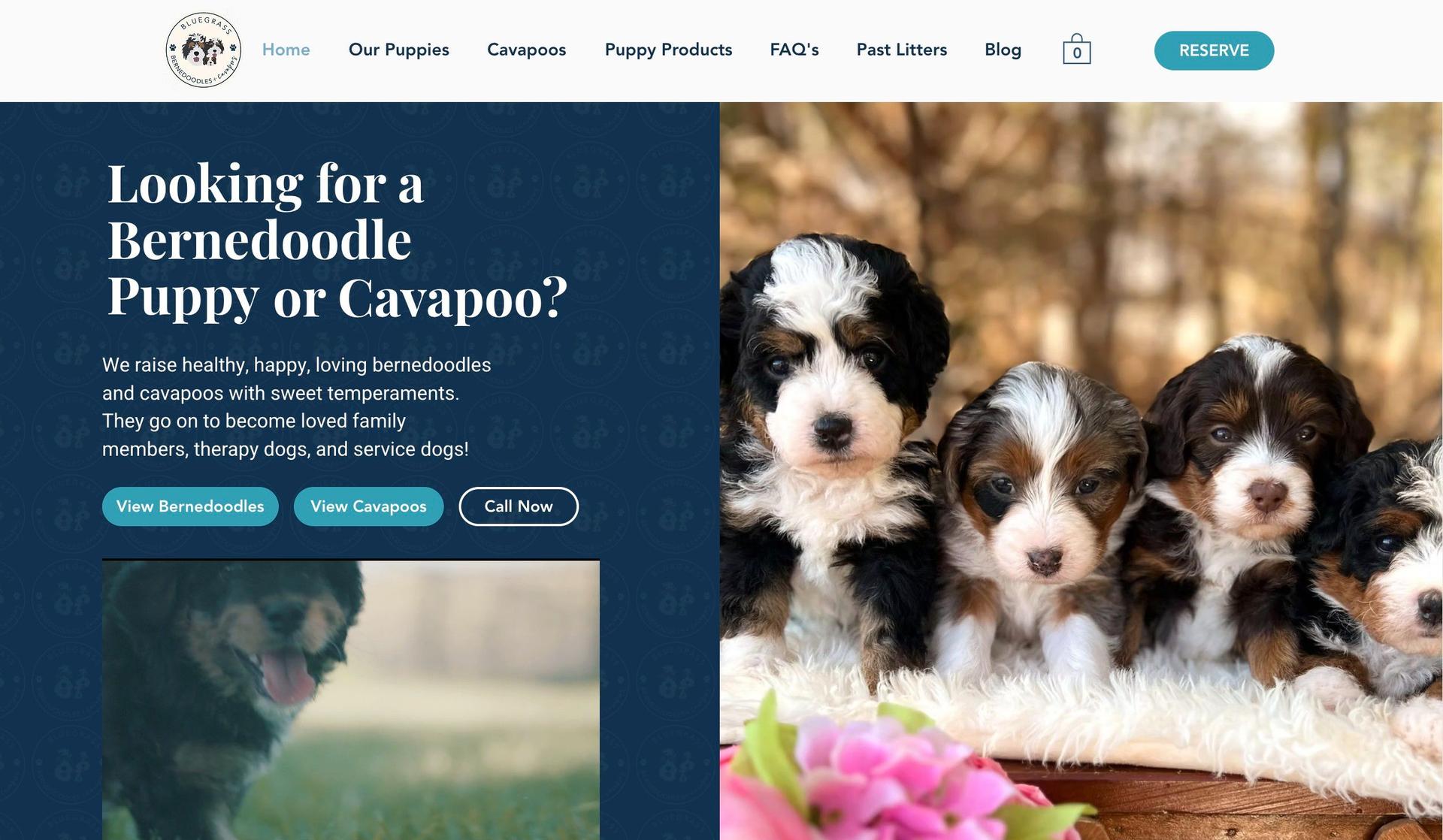 Bluegrass Bernedoodles-pet shop ecommerce websites