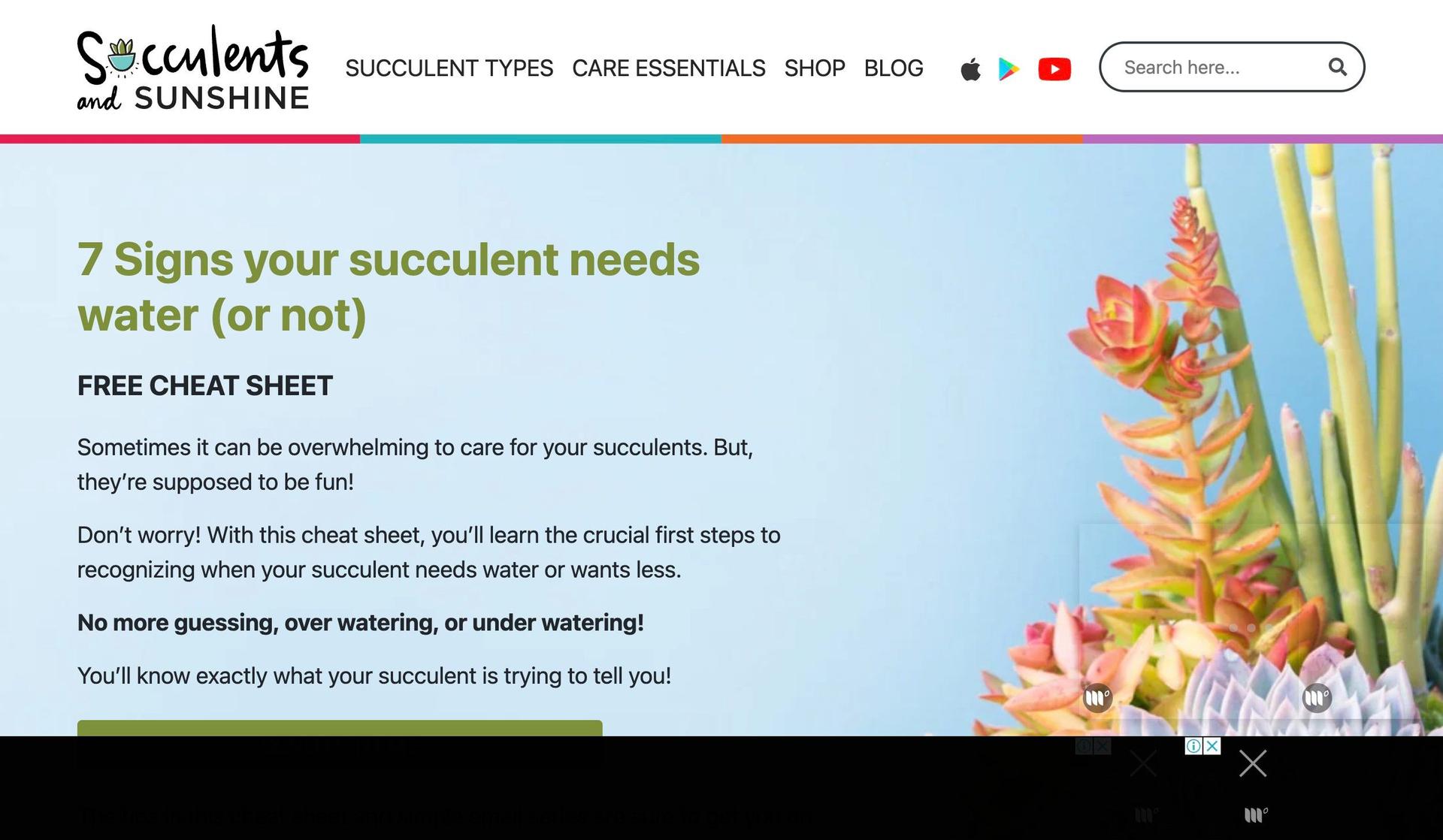 Succulents and Sunshine-affiliate marketing website examples