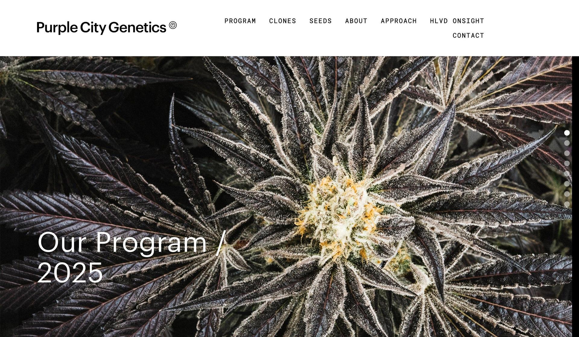 Purple City Genetics-cannabis website design