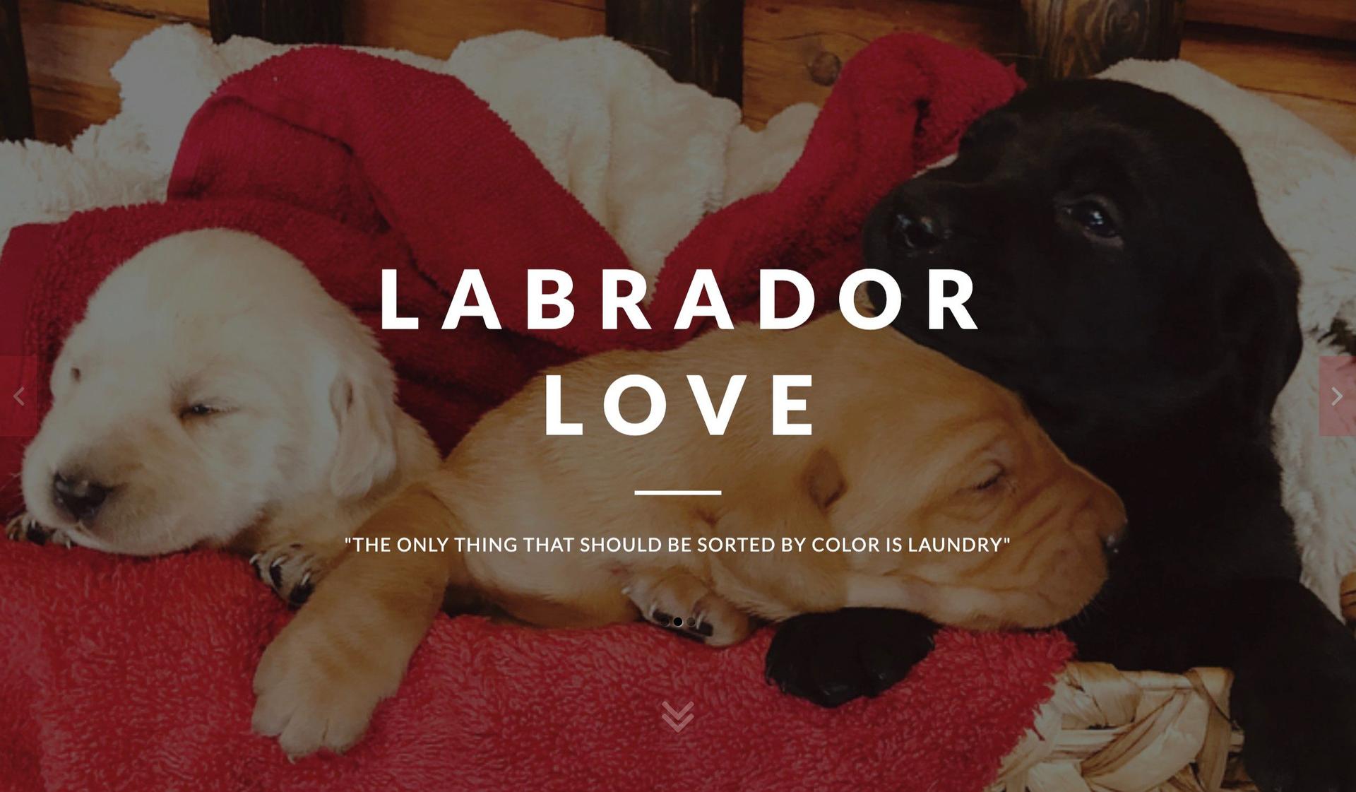 Ranch Retriever Puppies-bluehost websites